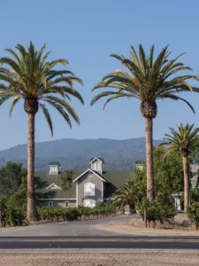 ArboretumCanary Island Date Palms