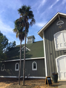 ArboretumChinese Windmill Palms