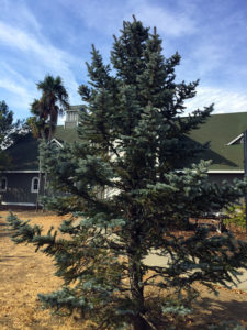 ArboretumDwarf Blue Spruce