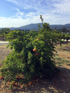 ArboretumDwarf Pomegranate