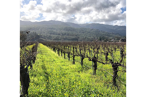 Kronos Vineyard January 2019