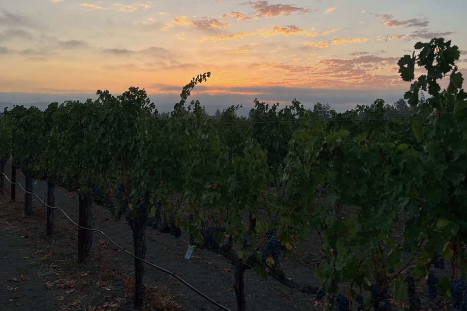 Sunbasket Vineyard Harvest at the Crack of Dawn - vines laden with grapes, and a gorgeous sunrise