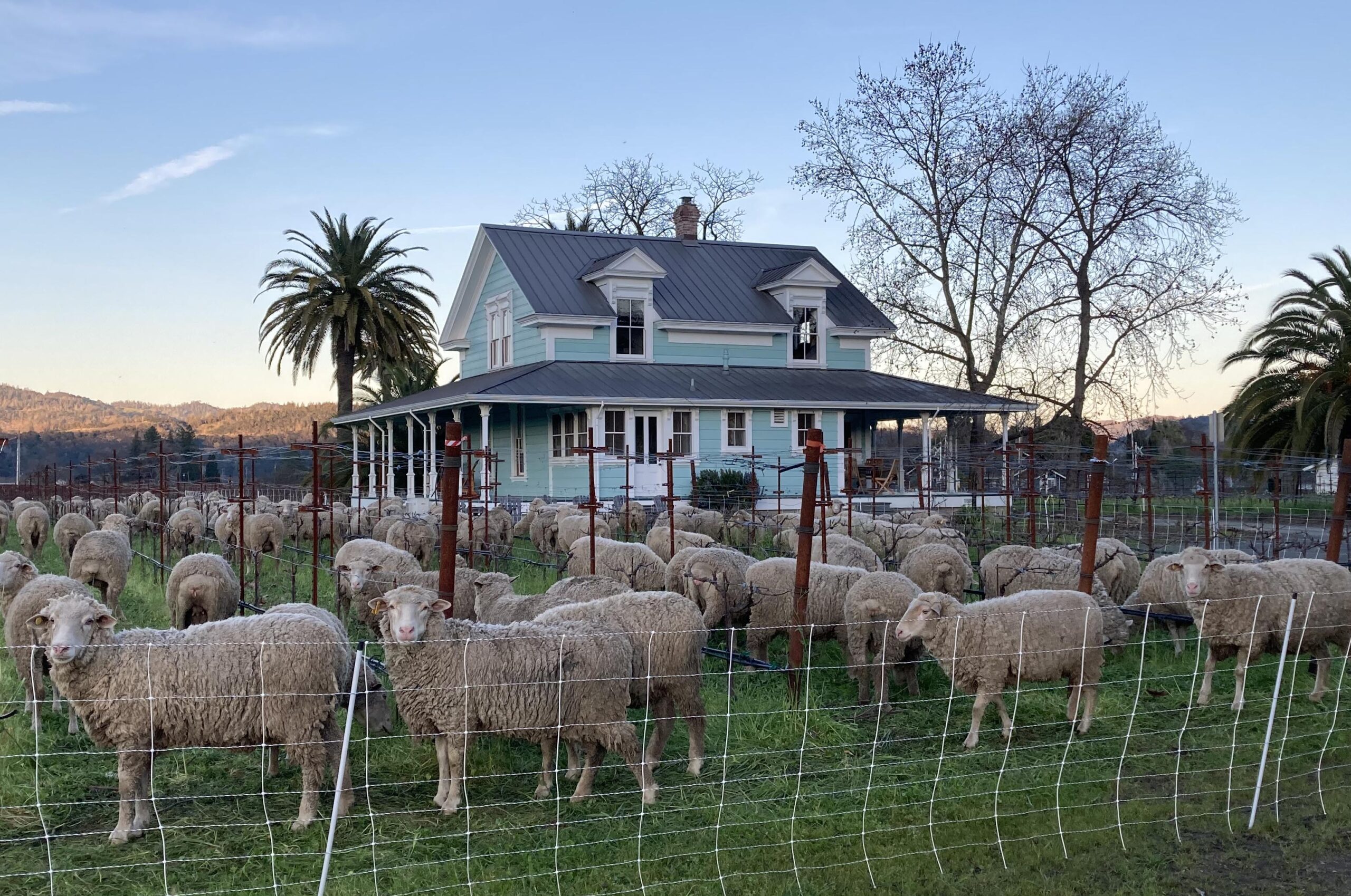 Sheep grazing in Kronos Vineyard in front of the Palm House