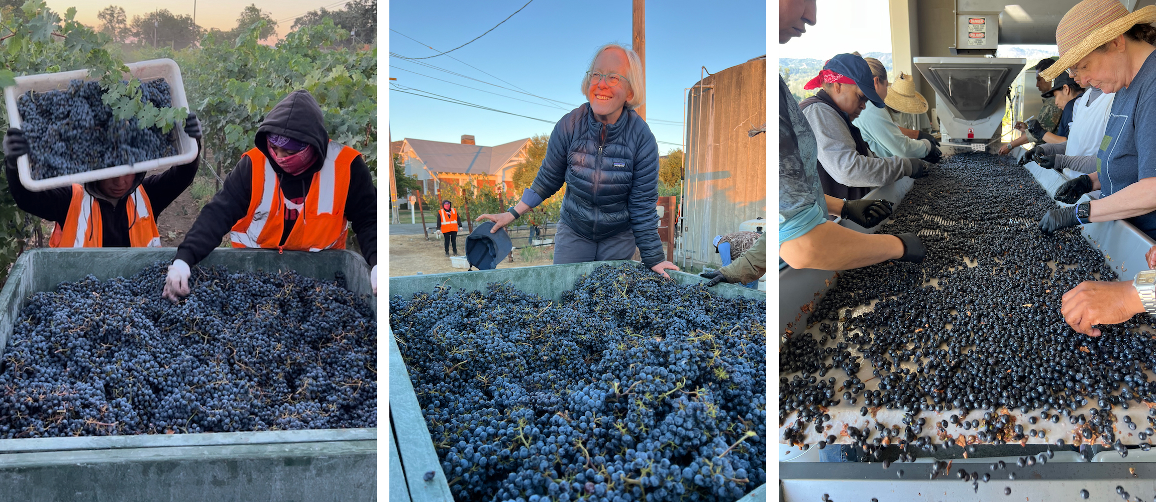 Three harvest photos - harvest crew dumping Cabernet grapes into a bin; Cathy and a bin of Cabernet grapes; harvest crew sorting berries.