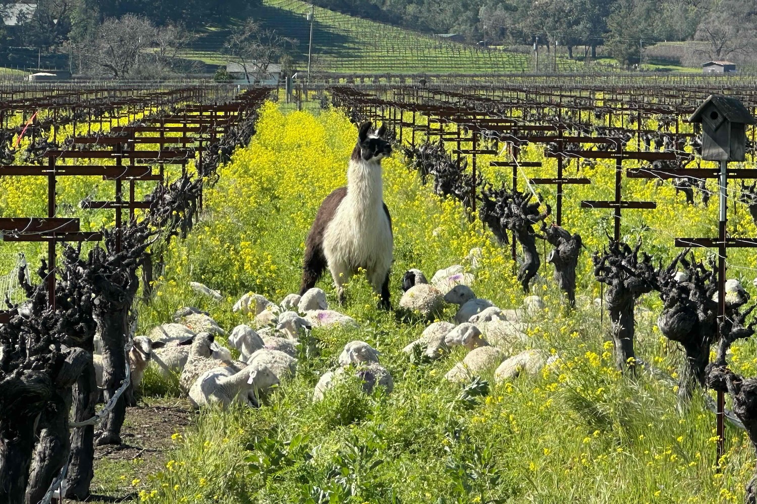 Sheep grazing in Kronos Vineyard with Tina the Llama watching over them.