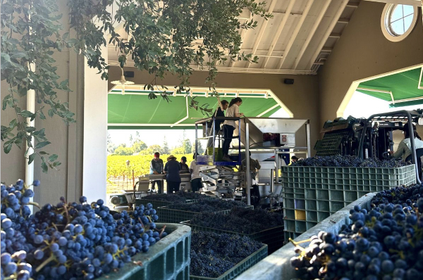 Full bins of grapes on the Corison Winery crush pad, with people in the background working at the hopper and sorting table.