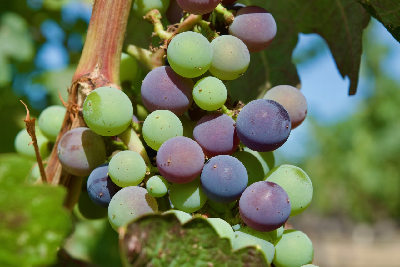 A bunch of grapes during veraison, when they turn black and soft and accumulate sugar and flavor.