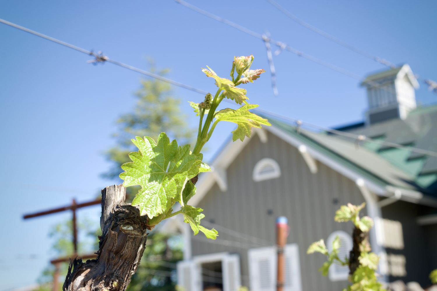 Kronos vine with new leaves and flower buds, with Corison Winery in the background