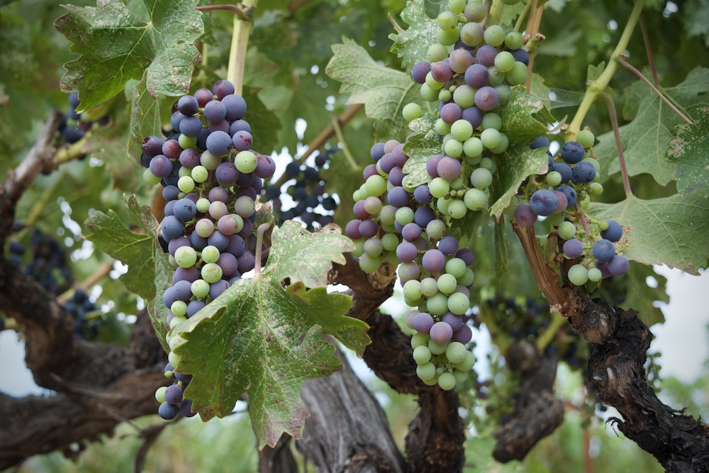 A Cabernet Sauvignon vine with several clusters of grapes mid-veraison, at all stages as they turn from green to purple.